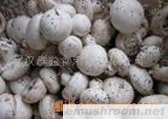供应双孢菇