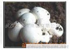 供应双孢菇
