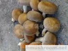 供应双孢菇
