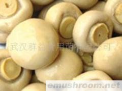 供应盐渍双孢菇