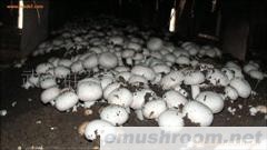供应新鲜双孢菇