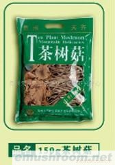 供应茶树菇