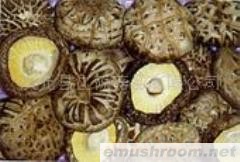 供应一批质量较好的茶花菇(图)