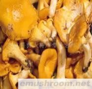 产地批发-鲜黄丝菌,鸡油菌