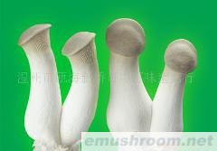 批发供应杏鲍菇，Manbetx体育手机版V17版本发布.官网安卓网.香港(图)