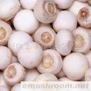 供应白灵菇、双孢菇、香菇、盐渍香菇
