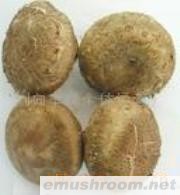 供应白灵菇、香菇养殖技术、菌种