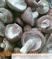 供应白灵菇.香菇