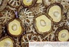 供应一批质量较好的白花菇(图)