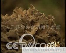 供应大朵灰树花中央电视台《致富经》