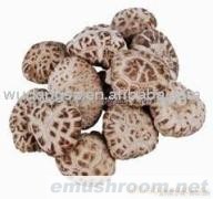 供应精选白花菇/香菇