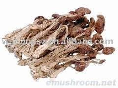 供应精选茶树菇