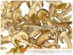 供应美味牛肝菌