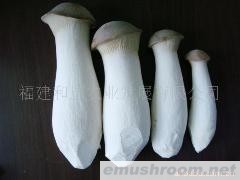 供应出口等级杏鲍菇