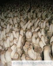 供应特级杏鲍菇