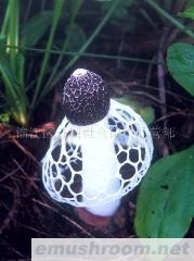 供应蜀南竹海土特产鲜竹荪