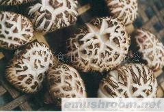 供应香菇（花菇）