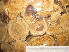 供应大片香菇