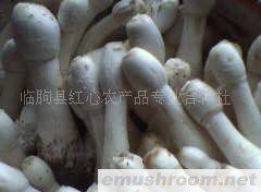 供应临朐县Manbetx体育手机版V17版本发布.官网安卓网.香港鸡腿菇