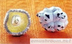 长期供应优质花菇(图)