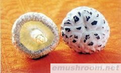 长期供应优质花菇(图)