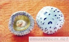 长期供应优质花菇(图)