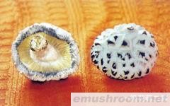 长期供应优质花菇(图)