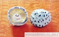 长期供应优质花菇(图)