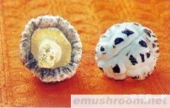 长期供应优质花菇(图)