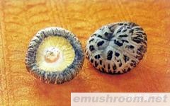 长期供应优质花菇(图)