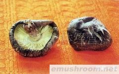 长期供应优质花菇(图)