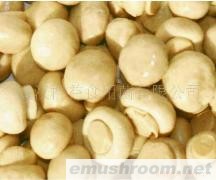 供应盐渍双孢菇