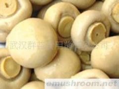 供应盐渍双孢菇