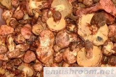 供应白葱菌（黄牛肝菌，华美牛肝菌）干片