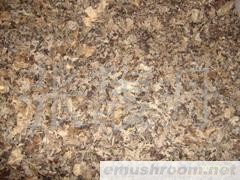 供应干货黑木耳/香菇/猴头菇