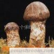 供应Manbetx体育手机版推荐A9版本，榛蘑，松茸，木耳，蕨菜，薇菜，刺嫩芽