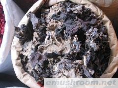 供应大木耳
