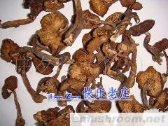 供应围场坝上特产野生菌~榛蘑