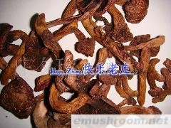 承德特产野生肉蘑 红蘑