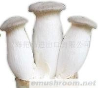 供应韩国进口无公害绿色杏鲍菇