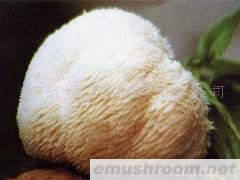 供应野生猴头菇