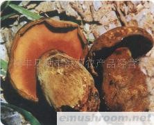供应牛肝菌/黑牛肝菌/野生菌