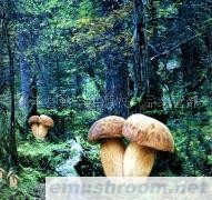 供应美味牛肝菌/野生菌/牛肝菌