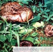 供应黑虎掌菌/野生菌