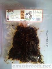 供应鸡枞菌