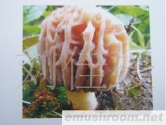 批发供应冷冻新鲜ManBetX体育