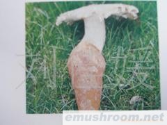 批发供应冷冻新鲜鸡枞菌