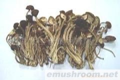 供应Manbetx体育手机版V17版本发布.官网安卓网.香港茶树菇