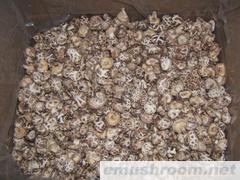 香菇(原木 段木)