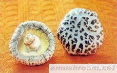 长期供应优质花菇(图)